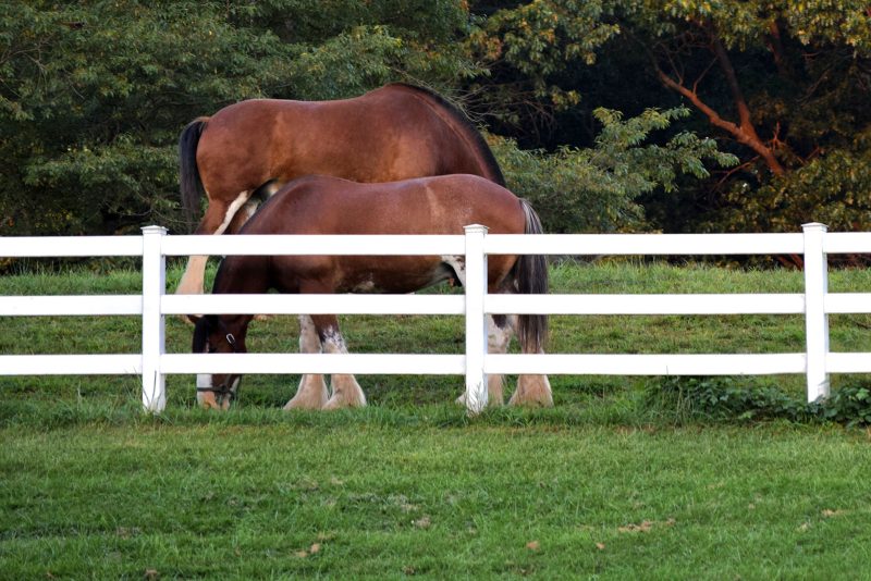horse-fencing