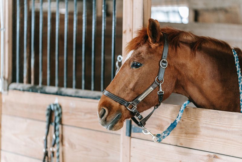 horse-stable-construction We can even build shelters & stables.