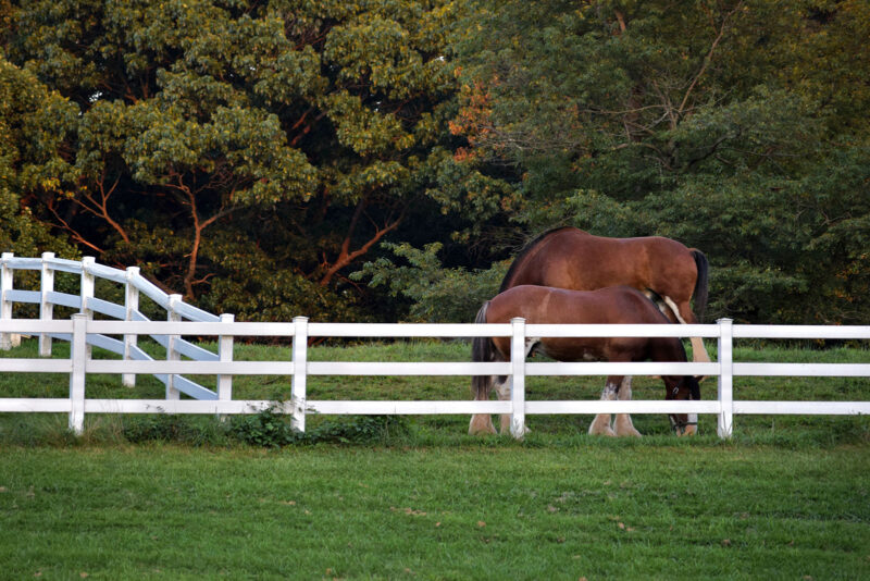 horse-equestrian-fencing
